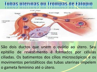 São dois ductos que unem o ovário ao útero. Seu
epitélio de revestimento é formados por células
ciliadas. Os batimentos dos cílios microscópicos e os
movimentos peristálticos das tubas uterinas impelem
o gameta feminino até o útero.
 