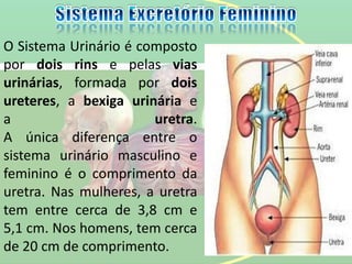 O Sistema Urinário é composto
por dois rins e pelas vias
urinárias, formada por dois
ureteres, a bexiga urinária e
a uretra.
A única diferença entre o
sistema urinário masculino e
feminino é o comprimento da
uretra. Nas mulheres, a uretra
tem entre cerca de 3,8 cm e
5,1 cm. Nos homens, tem cerca
de 20 cm de comprimento.
 