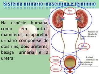 Na espécie humana,
como em outros
mamíferos, o aparelho
urinário compõe-se de
dois rins, dois ureteres,
bexiga urinária e a
uretra.
 
