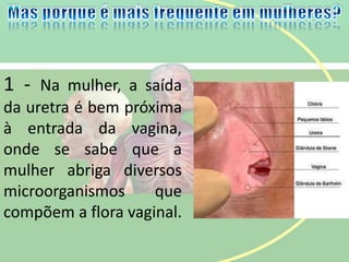 1 - Na mulher, a saída
da uretra é bem próxima
à entrada da vagina,
onde se sabe que a
mulher abriga diversos
microorganismos que
compõem a flora vaginal.
 