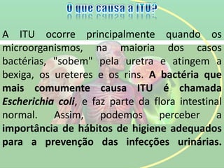 A ITU ocorre principalmente quando os
microorganismos, na maioria dos casos
bactérias, "sobem" pela uretra e atingem a
bexiga, os ureteres e os rins. A bactéria que
mais comumente causa ITU é chamada
Escherichia coli, e faz parte da flora intestinal
normal. Assim, podemos perceber a
importância de hábitos de higiene adequados
para a prevenção das infecções urinárias.
 