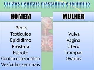 Pênis
Testículos
Epidídimo
Próstata
Escroto
Cordão espermático
Vesículas seminais
Vulva
Vagina
Útero
Trompas
Ovários
 