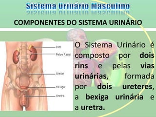 O Sistema Urinário é
composto por dois
rins e pelas vias
urinárias, formada
por dois ureteres,
a bexiga urinária e
a uretra.
COMPONENTES DO SISTEMA URINÁRIO
 