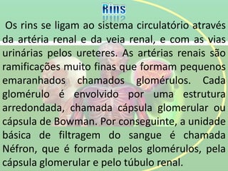 Os rins se ligam ao sistema circulatório através
da artéria renal e da veia renal, e com as vias
urinárias pelos ureteres. As artérias renais são
ramificações muito finas que formam pequenos
emaranhados chamados glomérulos. Cada
glomérulo é envolvido por uma estrutura
arredondada, chamada cápsula glomerular ou
cápsula de Bowman. Por conseguinte, a unidade
básica de filtragem do sangue é chamada
Néfron, que é formada pelos glomérulos, pela
cápsula glomerular e pelo túbulo renal.
 
