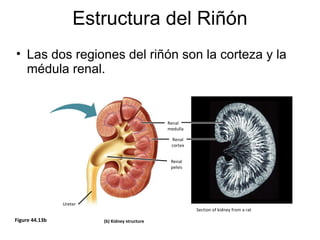 Sistema utinario capitulo 35 | PPT