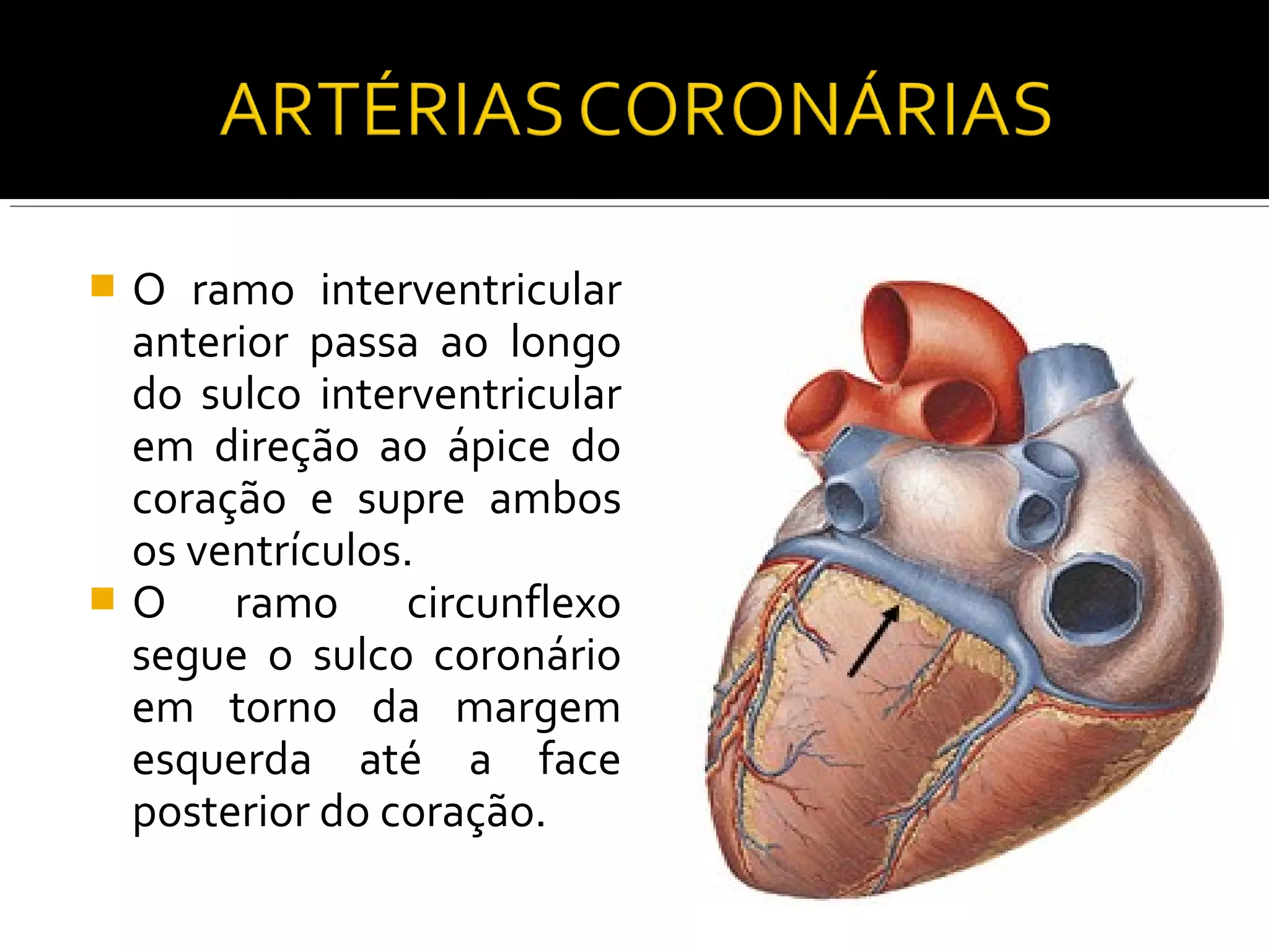 O ramo interventricular
 anterior passa ao longo
 do sulco interventricular
 em direção ao ápice do
 coração e supre ambos
 os ventrículos.
O    ramo circunflexo
 segue o sulco coronário
 em torno da margem
 esquerda até a face
 posterior do coração.
 