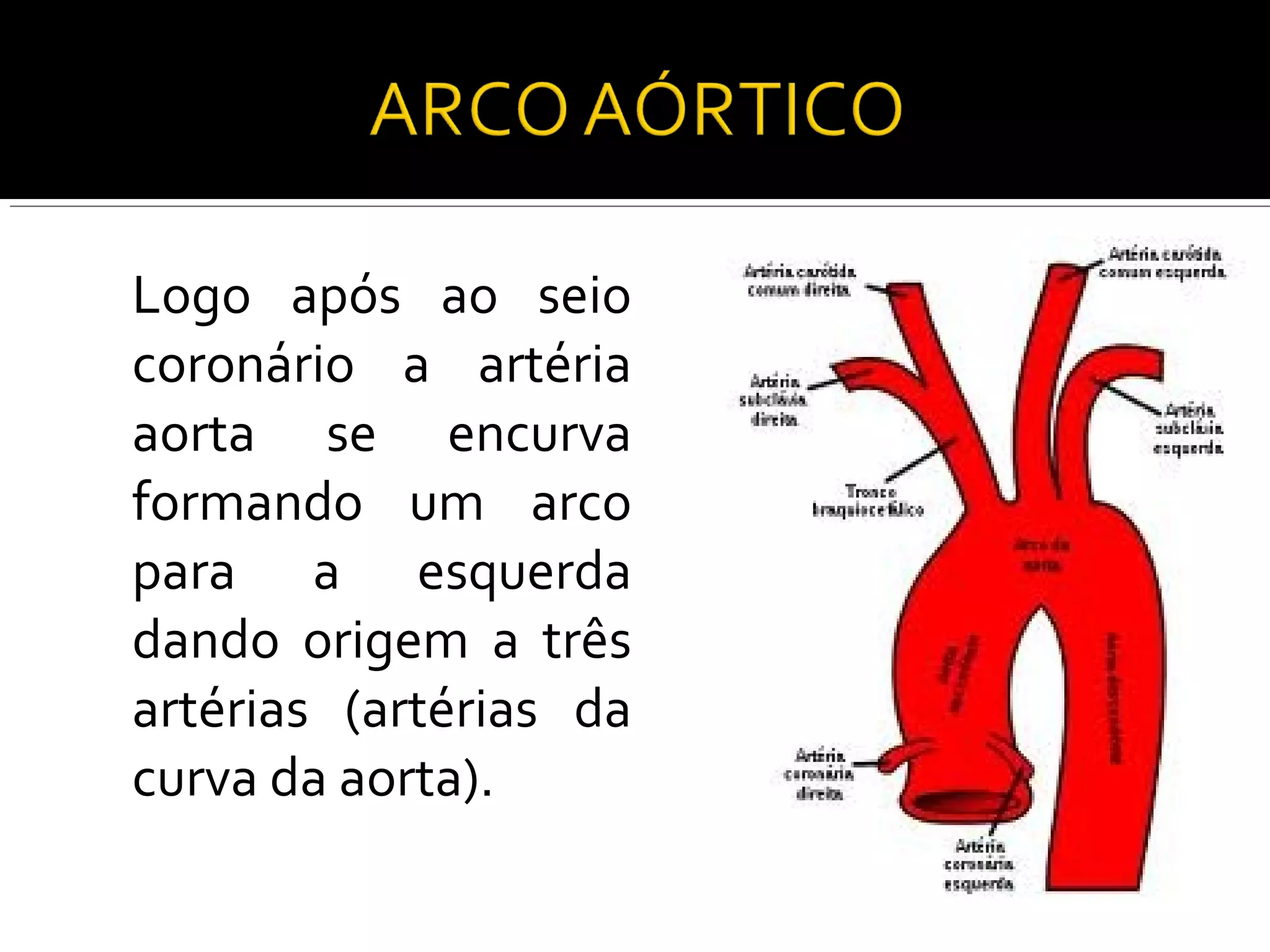 Logo após ao seio
coronário a artéria
aorta se encurva
formando um arco
para a esquerda
dando origem a três
artérias (artérias da
curva da aorta).
 