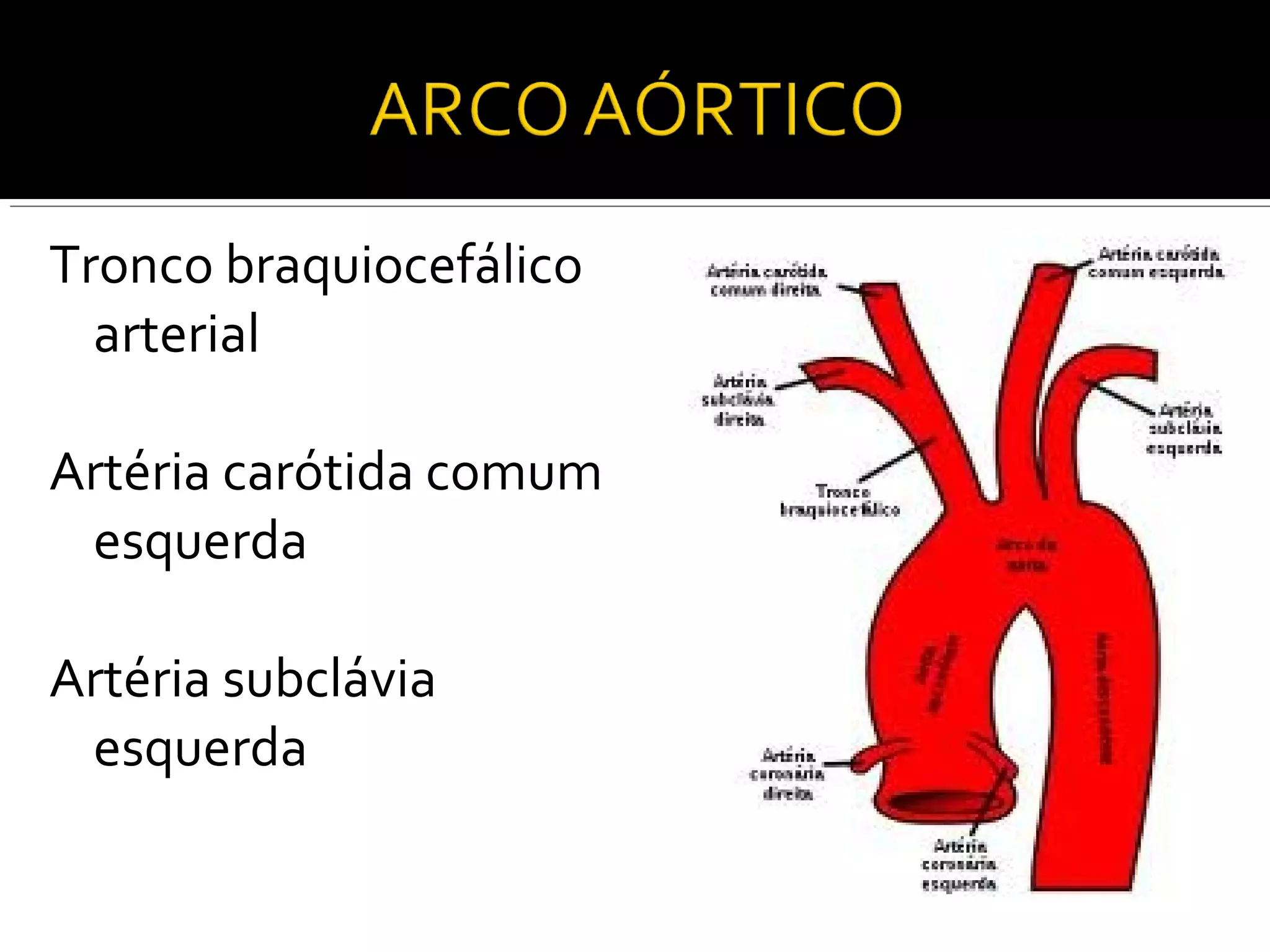 Tronco braquiocefálico
  arterial

Artéria carótida comum
 esquerda

Artéria subclávia
 esquerda
 
