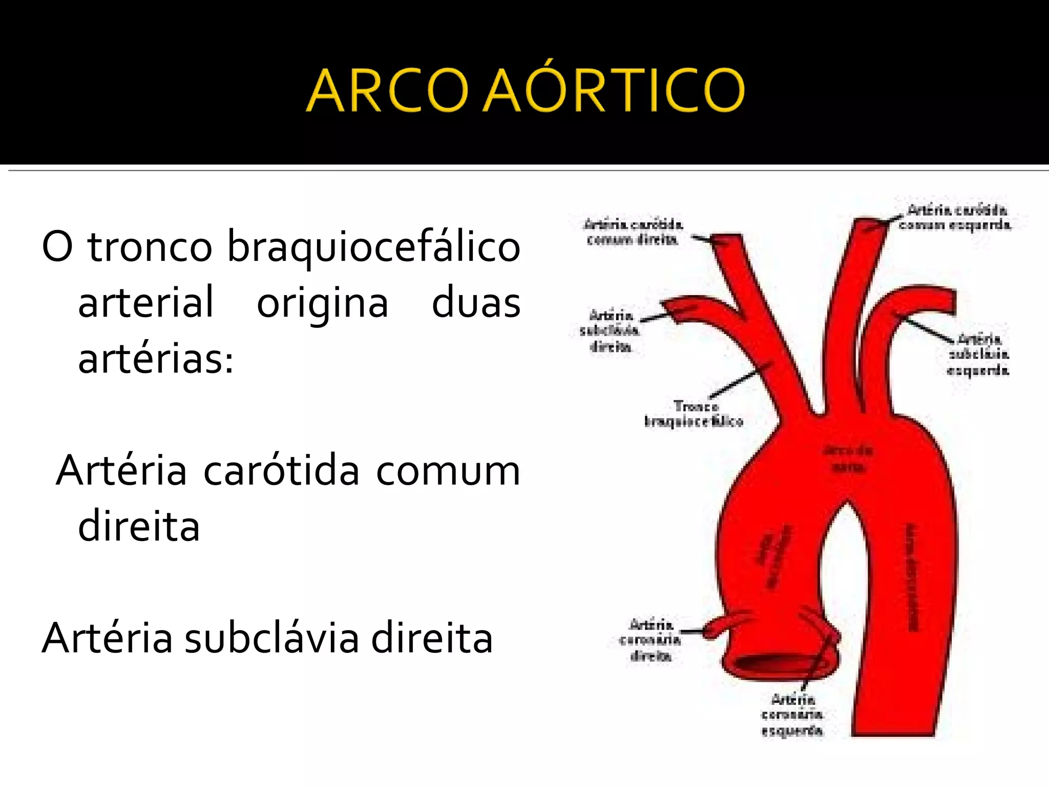 O tronco braquiocefálico
 arterial origina duas
 artérias:

Artéria carótida comum
 direita

Artéria subclávia direita
 