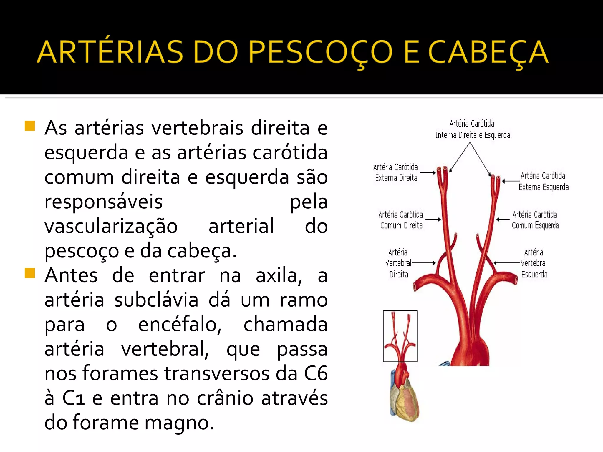    As artérias vertebrais direita e
    esquerda e as artérias carótida
    comum direita e esquerda são
    responsáveis                pela
    vascularização arterial do
    pescoço e da cabeça.
   Antes de entrar na axila, a
    artéria subclávia dá um ramo
    para o encéfalo, chamada
    artéria vertebral, que passa
    nos forames transversos da C6
    à C1 e entra no crânio através
    do forame magno.
 