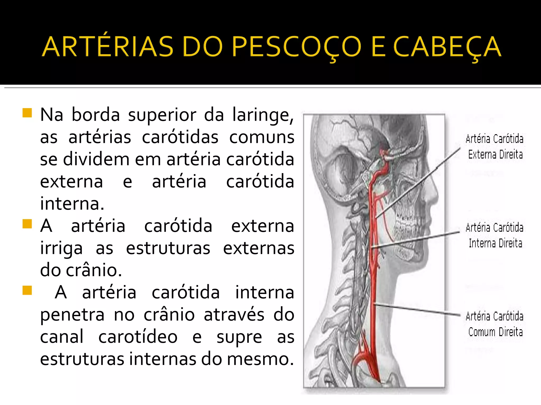  Na borda superior da laringe,
  as artérias carótidas comuns
  se dividem em artéria carótida
  externa e artéria carótida
  interna.
 A artéria carótida externa
  irriga as estruturas externas
  do crânio.
 A artéria carótida interna
  penetra no crânio através do
  canal carotídeo e supre as
  estruturas internas do mesmo.
 