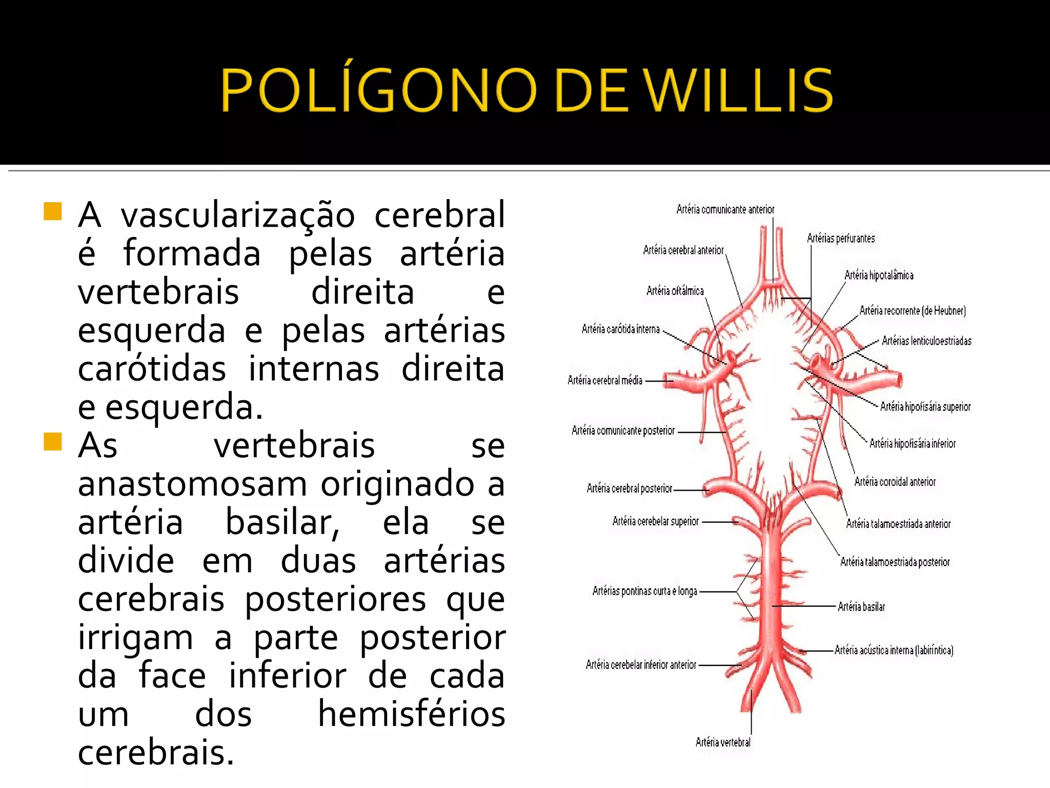  A vascularização cerebral
  é formada pelas artéria
  vertebrais    direita    e
  esquerda e pelas artérias
  carótidas internas direita
  e esquerda.
 As      vertebrais      se
  anastomosam originado a
  artéria basilar, ela se
  divide em duas artérias
  cerebrais posteriores que
  irrigam a parte posterior
  da face inferior de cada
  um     dos    hemisférios
  cerebrais.
 
