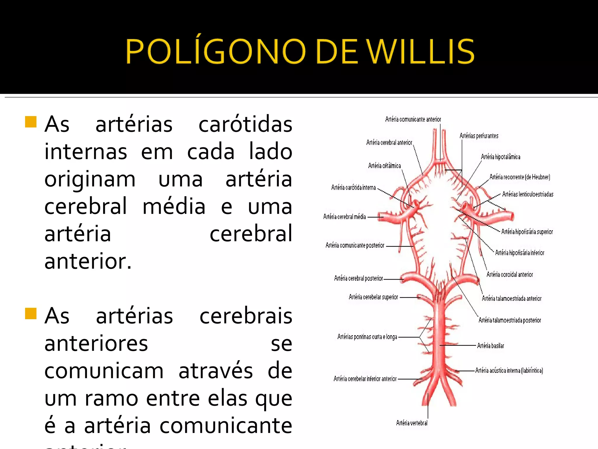  As  artérias carótidas
 internas em cada lado
 originam uma artéria
 cerebral média e uma
 artéria        cerebral
 anterior.

 As  artérias cerebrais
 anteriores           se
 comunicam através de
 um ramo entre elas que
 é a artéria comunicante
 