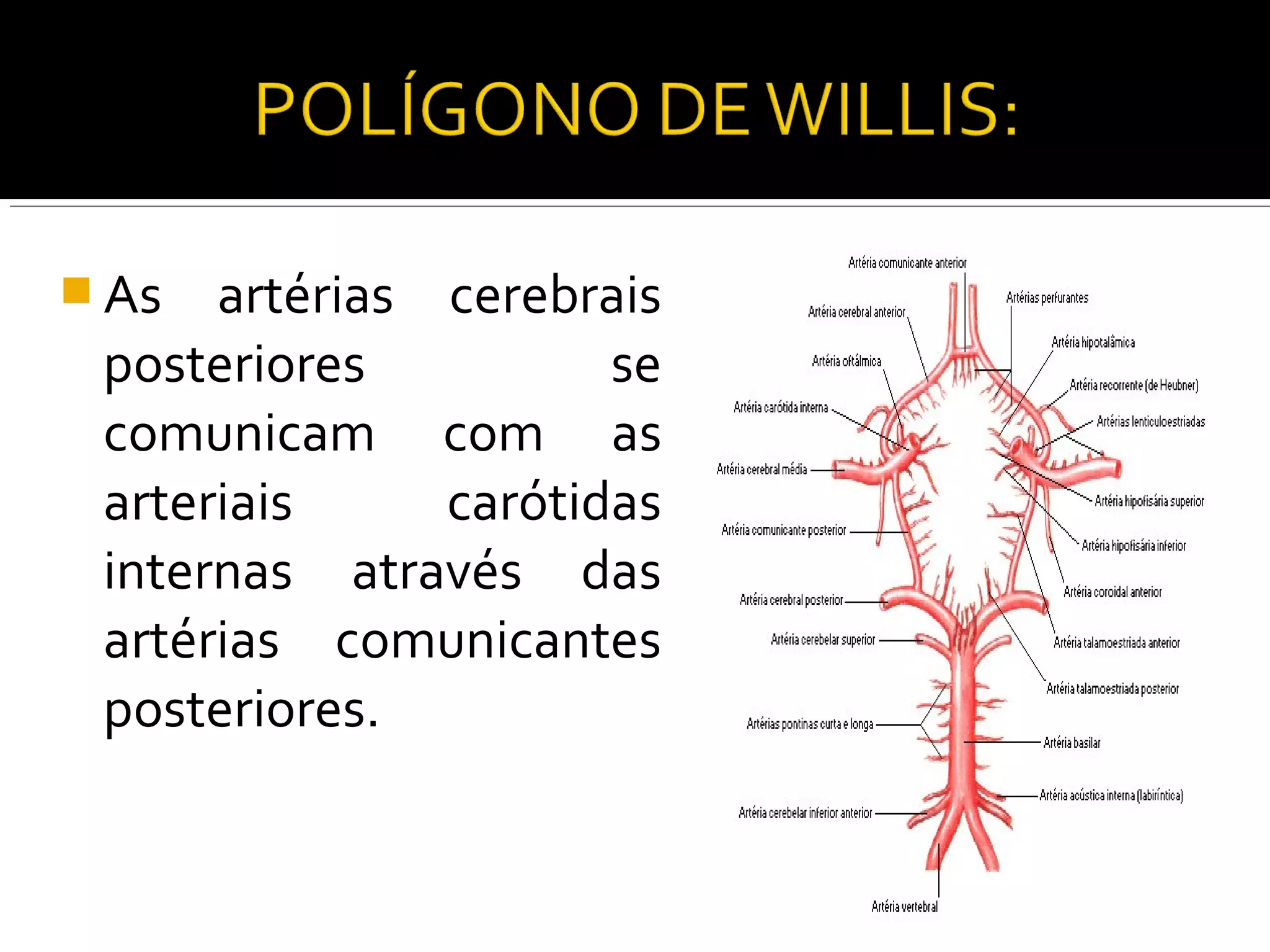  As  artérias cerebrais
 posteriores          se
 comunicam com as
 arteriais     carótidas
 internas através das
 artérias comunicantes
 posteriores.
 