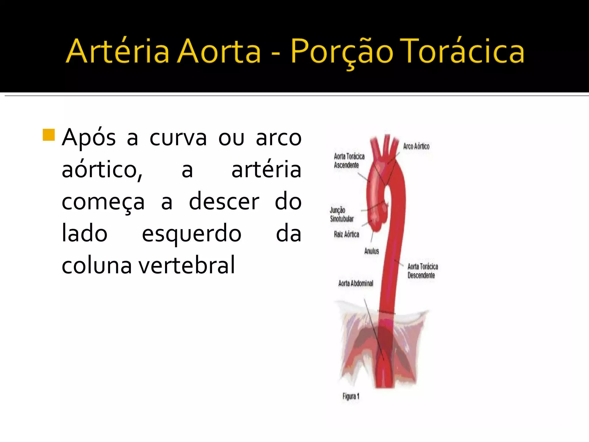 Após a curva ou arco
 aórtico, a artéria
 começa a descer do
 lado esquerdo da
 coluna vertebral
 