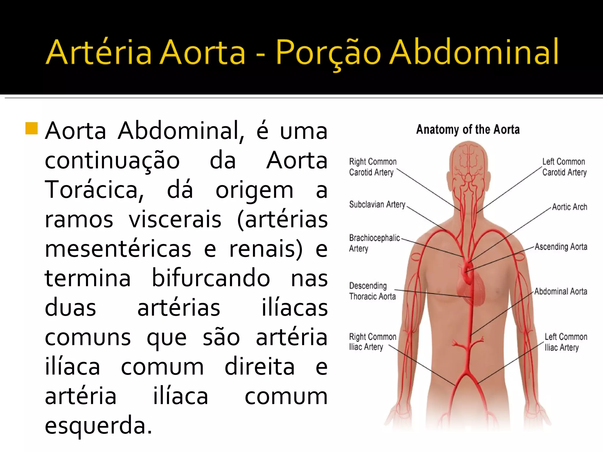  Aorta Abdominal, é uma
 continuação da Aorta
 Torácica, dá origem a
 ramos viscerais (artérias
 mesentéricas e renais) e
 termina bifurcando nas
 duas    artérias  ilíacas
 comuns que são artéria
 ilíaca comum direita e
 artéria ilíaca comum
 esquerda.
 