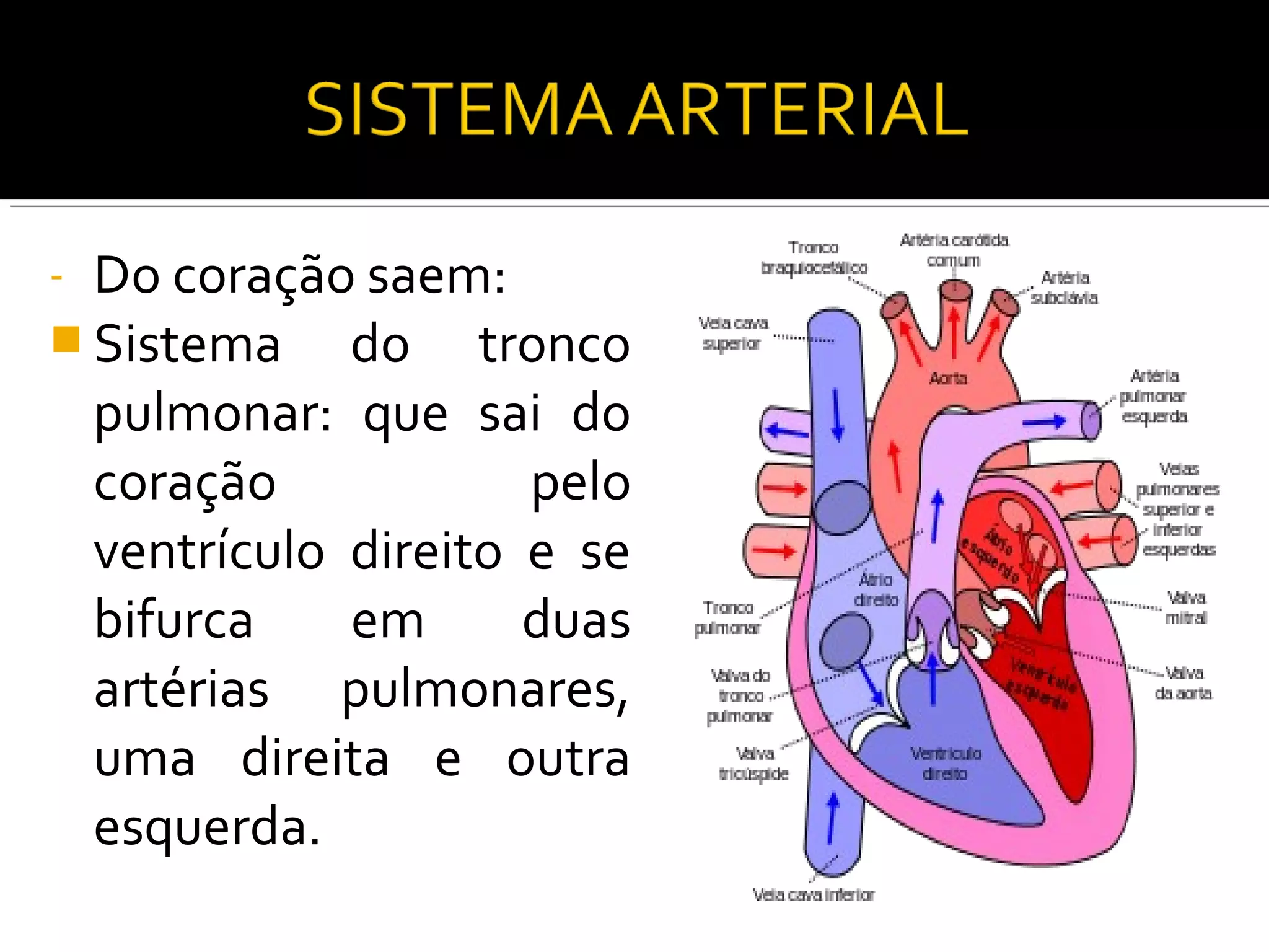 - Do coração saem:
 Sistema   do tronco
 pulmonar: que sai do
 coração            pelo
 ventrículo direito e se
 bifurca    em      duas
 artérias pulmonares,
 uma direita e outra
 esquerda.
 