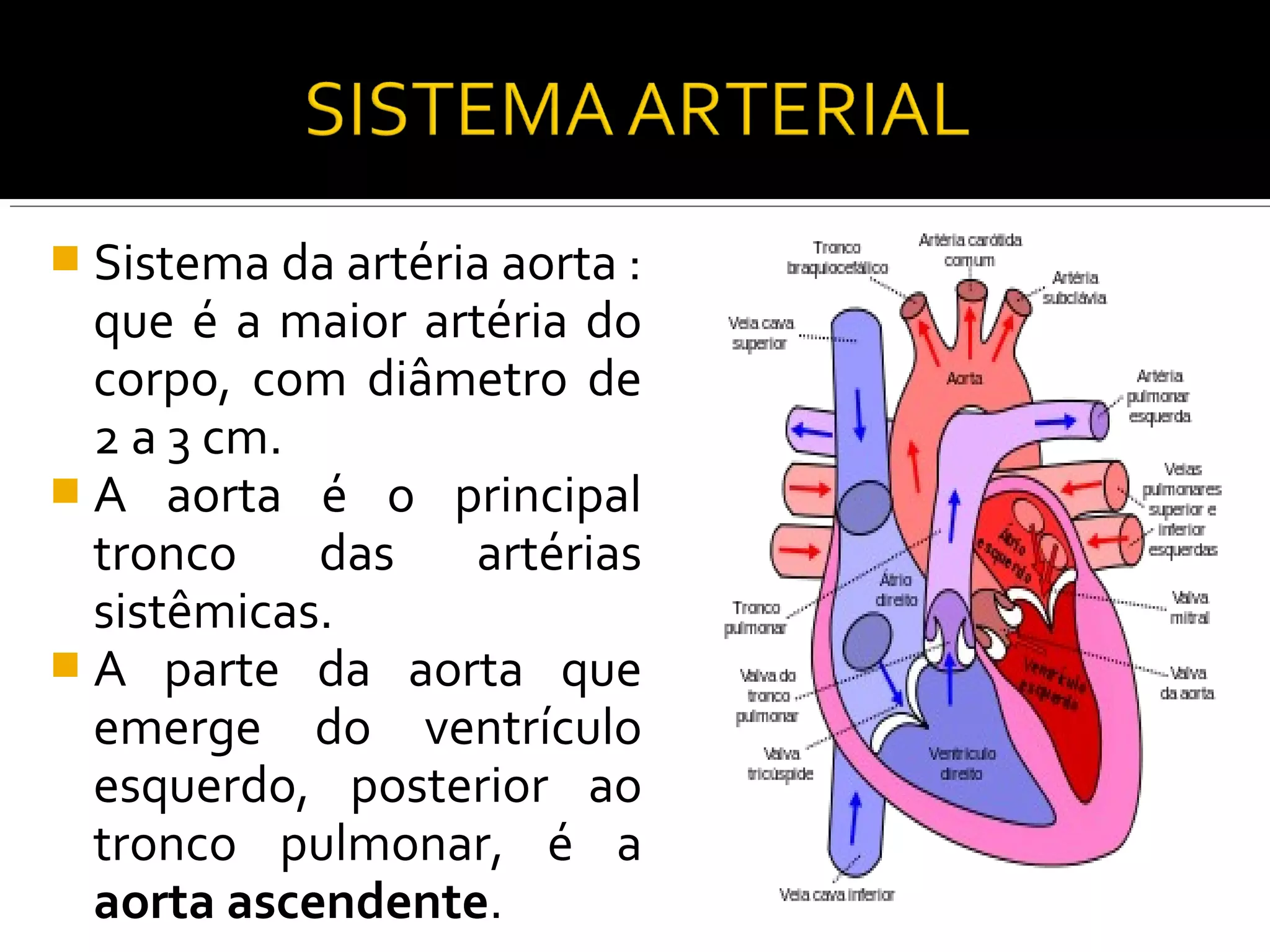  Sistema da artéria aorta :
  que é a maior artéria do
  corpo, com diâmetro de
  2 a 3 cm.
 A aorta é o principal
  tronco    das   artérias
  sistêmicas.
 A parte da aorta que
  emerge do ventrículo
  esquerdo, posterior ao
  tronco pulmonar, é a
  aorta ascendente.
 
