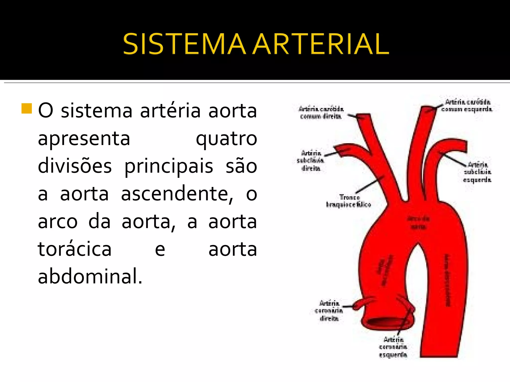 O  sistema artéria aorta
 apresenta        quatro
 divisões principais são
 a aorta ascendente, o
 arco da aorta, a aorta
 torácica     e     aorta
 abdominal.
 