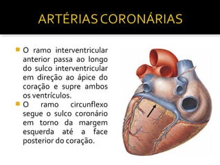 O ramo interventricular
 anterior passa ao longo
 do sulco interventricular
 em direção ao ápice do
 coração e supre ambos
 os ventrículos.
O    ramo circunflexo
 segue o sulco coronário
 em torno da margem
 esquerda até a face
 posterior do coração.
 