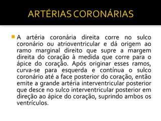 A   artéria coronária direita corre no sulco
 coronário ou atrioventricular e dá origem ao
 ramo marginal direito que supre a margem
 direita do coração à medida que corre para o
 ápice do coração. Após originar esses ramos,
 curva-se para esquerda e contínua o sulco
 coronário até a face posterior do coração, então
 emite a grande artéria interventricular posterior
 que desce no sulco interventricular posterior em
 direção ao ápice do coração, suprindo ambos os
 ventrículos.
 