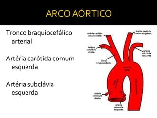 Tronco braquiocefálico
  arterial

Artéria carótida comum
 esquerda

Artéria subclávia
 esquerda
 