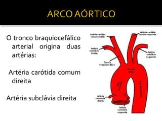 O tronco braquiocefálico
 arterial origina duas
 artérias:

Artéria carótida comum
 direita

Artéria subclávia direita
 