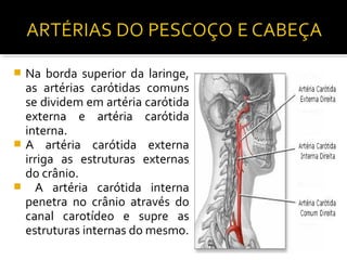  Na borda superior da laringe,
  as artérias carótidas comuns
  se dividem em artéria carótida
  externa e artéria carótida
  interna.
 A artéria carótida externa
  irriga as estruturas externas
  do crânio.
 A artéria carótida interna
  penetra no crânio através do
  canal carotídeo e supre as
  estruturas internas do mesmo.
 