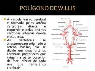  A vascularização cerebral
  é formada pelas artéria
  vertebrais    direita    e
  esquerda e pelas artérias
  carótidas internas direita
  e esquerda.
 As      vertebrais      se
  anastomosam originado a
  artéria basilar, ela se
  divide em duas artérias
  cerebrais posteriores que
  irrigam a parte posterior
  da face inferior de cada
  um     dos    hemisférios
  cerebrais.
 