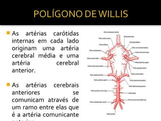  As  artérias carótidas
 internas em cada lado
 originam uma artéria
 cerebral média e uma
 artéria        cerebral
 anterior.

 As  artérias cerebrais
 anteriores           se
 comunicam através de
 um ramo entre elas que
 é a artéria comunicante
 