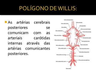 As  artérias cerebrais
 posteriores          se
 comunicam com as
 arteriais     carótidas
 internas através das
 artérias comunicantes
 posteriores.
 