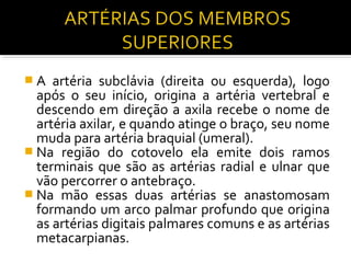 A   artéria subclávia (direita ou esquerda), logo
  após o seu início, origina a artéria vertebral e
  descendo em direção a axila recebe o nome de
  artéria axilar, e quando atinge o braço, seu nome
  muda para artéria braquial (umeral).
 Na região do cotovelo ela emite dois ramos
  terminais que são as artérias radial e ulnar que
  vão percorrer o antebraço.
 Na mão essas duas artérias se anastomosam
  formando um arco palmar profundo que origina
  as artérias digitais palmares comuns e as artérias
  metacarpianas.
 