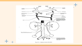 Vascular Rarea sistema vascular embriologia de la catedra.pptx