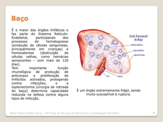 Baço
 É o maior dos órgãos linfáticos e
 faz parte do Sistema Retículo-
 Endotelial,      participando      dos
 processos       de      hematopoiese
 (produção de células sanguíneas,
 principalmente em crianças) e
 hemocaterese        (destruição     de
 células velhas, como hemácias
 senescentes - com mais de 120
 dias).
 Tem         importante          função
 imunológica      de    produção     de
 anticorpos     e    proliferação    de
 linfócitos activados, protegendo
 contra       infecções,       e      a
 esplenectomia (cirurgia de retirada
 do baço) determina capacidade                         É um órgão extremamente frágil, sendo
 reduzida na defesa contra alguns                           muito susceptível à ruptura.
 tipos de infecção.



Maria Teresa Castilho Sousa - 10ª Acção de Técnicas de Esteticismo e Cosmetologia 2010/2011    26
 