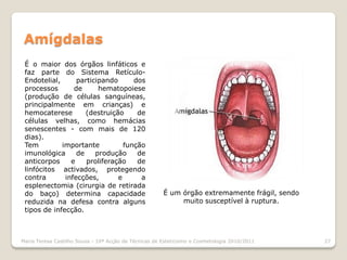 Amígdalas
 É o maior dos órgãos linfáticos e
 faz parte do Sistema Retículo-
 Endotelial,      participando      dos
 processos       de      hematopoiese
 (produção de células sanguíneas,
 principalmente em crianças) e
 hemocaterese        (destruição     de
 células velhas, como hemácias
 senescentes - com mais de 120
 dias).
 Tem         importante          função
 imunológica      de    produção     de
 anticorpos     e    proliferação    de
 linfócitos activados, protegendo
 contra       infecções,       e      a
 esplenectomia (cirurgia de retirada
 do baço) determina capacidade                         É um órgão extremamente frágil, sendo
 reduzida na defesa contra alguns                           muito susceptível à ruptura.
 tipos de infecção.



Maria Teresa Castilho Sousa - 10ª Acção de Técnicas de Esteticismo e Cosmetologia 2010/2011    27
 