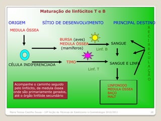 Maturação de linfócitos T e B

ORIGEM                     SÍTIO DE DESENVOLVIMENTO                                    PRINCIPAL DESTINO
                                                                                                    R
MEDULA ÓSSEA                                                                                        E
                                                                                                    C
                                          BURSA (aves)                                              I
                                          MEDULA ÓSSEA                               SANGUE         R
                                           (mamíferos)                  Linf. B                     R
                                                                                                    C
                                                                                                    U
                                               TIMO                                SANGUE E LINFA   L
CÉLULA INDIFERENCIADA                                                                               A
                                                                 Linf. T                            Ç
                                                                                                    Ã
                                                                                                    O
    Acompanhe o caminho seguido                                                   LINFONODO
    pelo linfócito, da medula óssea                                               MEDULA ÓSSEA
   onde são primariamente gerados,                                                BAÇO
    até o órgão linfóide secundário                                               MALT



Maria Teresa Castilho Sousa - 10ª Acção de Técnicas de Esteticismo e Cosmetologia 2010/2011           28
 