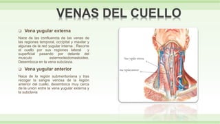  Vena yugular externa
Nace de las confluencia de las venas de
las regiones temporal, occipital y maxilar y
algunas de la red yugular interna . Recorre
el cuello por sus regiones lateral y
superficial pasando por delante del
musculo esternocleidomastoideo.
Desemboca en la vena subclavia.
 Vena yugular anterior
Nace de la región submentoniana y tras
recoger la sangre venosa de la región
anterior del cuello, desemboca muy cerca
de la unión entre la vena yugular externa y
la subclavia
VENAS DEL CUELLO
 