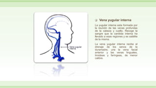  Vena yugular interna
La yugular interna esta formada por
la reunión de las venas profundas
de la cabeza y cuello. Recoge la
sangre que la carótida interna ha
llevado a esas regiones y es satélite
de la misma.
La vena yugular interna recibe el
drenaje de los senos de la
duramadre, une la vena facial
anterior y las venas linguales,
tiroideas y faríngeas, de menor
calibre.
 