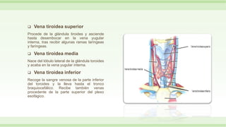  Vena tiroidea superior
Procede de la glándula tiroides y asciende
hasta desembocar en la vena yugular
interna, tras recibir algunas ramas laríngeas
y faríngeas.
 Vena tiroidea media
Nace del lóbulo lateral de la glándula toroides
y acaba en la vena yugular interna.
 Vena tiroidea inferior
Recoge la sangre venosa de la parte inferior
del toroides y la lleva hasta el tronco
braquiocefálico. Recibe también venas
procedente de la parte superior del plexo
esofágico.
 