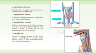 Vena submentoniana
Procede de la región submentoniana y
desemboca en la vena facial
 Vena alveolar inferior
Procede de la región alveolar y desemboca
en la vena maxilar interna
 Vena laríngea superior
Desde la parte superior de la laringe, esta
vena lleva la sangre venosa hasta la vena
tiroidea superior, a través de la cual
desemboca en la yugular interna.
 Vena lingual
Recoge la sangre venosa de la región
lingual y desemboca en la vena facial,
aunque a veces lo hace de manera directa
en la vena yugular interna.
 