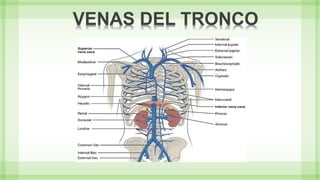 VENAS DEL TRONCO
 