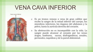 VENA CAVA INFERIOR
 Es un tronco venoso o vena de gran calibre que
recibe la sangre de la mitad inferior del cuerpo, los
miembros inferiores, los órganos del abdomen y la
pelvis, hasta la aurícula derecha del corazón.
 Su obstrucción no es incompatible con la vida. La
sangre puede alcanzar al corazón por las venas
ácigos, lumbares, sacras, diafragmáticas, renales,
perineales, raquídeas y de la pared abdominal.
Vena cava inferior
 