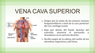 VENA CAVA SUPERIOR
 Origen por la unión de los troncos venosos
braquiocefálicos a nivel de la cara posterior
del 1er. cartílago costal.
 Baja por detrás del borde derecho del
esternón, atraviesa el pericardio y
desemboca en la aurícula derecha.
 Recibe sangre de la cabeza, del cuello, de los
miembros superiores y del tórax.
 