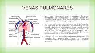VENAS PULMONARES
 Las venas pulmonares son el conjunto de venas
encargadas de transportar la sangre desde los
pulmones al corazón. Se trata de las únicas venas del
organismo que llevan sangre oxigenada.
 Las venas pulmonares se originan a partir de las redes
de capilares de los lobulillos pulmonares y de las
últimas divisiones bronquiales. Estas ramificaciones
convergen hacia el hilio pulmonar en número de
cuatro, dos troncos paralelos al bronquio derecho y
otros dos paralelos al bronquio izquierdo. Son venas
voluminosas, cortas y carecen de válvulas.
 A través de ellas, la sangre oxigenada procedente del
pulmón es transportada hasta el corazón,
desembocando en la porción superior de la aurícula
izquierda.
 