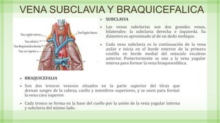 VENA SUBCLAVIA Y BRAQUICEFALICA
 SUBCLAVIA
 Las venas subclavias son dos grandes venas,
bilaterales: la subclavia derecha e izquierda. Su
diámetro es aproximado al de un dedo meñique.
 Cada vena subclavia es la continuación de la vena
axilar e inicia en el borde exterior de la primera
costilla en borde medial del músculo escaleno
anterior. Posteriormente se une a la vena yugular
interna para formar la vena braquiocefálica.
 BRAQUICEFALIA
 Son dos troncos venosos situados en la parte superior del tórax​ que
drenan sangre de la cabeza, cuello y miembros superiores, y se unen para formar
la vena cava superior.
 Cada tronco se forma en la base del cuello por la unión de la vena yugular interna
y subclavia del mismo lado.
 