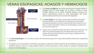 VENAS ESOFAGICAS, ACIAGOS Y HEMIACIGOS
 La vena ácigos es un tronco venoso que se ubica en la parte
derecha del tórax. Se origina de la unión de la vena lumbar
ascendente derecha y la vena subcostal derecha. Penetra en el
tórax a través del orificio aórtico en el diafragma y culmina en
la vena cava superior.
 Forma una circulación colateral entre la vena cava superior y la
inferior, proporcionando una ruta alternativa de acceso de
sangre a la aurícula derecha en caso de que cualquiera de las
cavas esté bloqueada.
Vena Ácigos
 Las venas esofágicas son venas que drenan la sangre desde el
esófago hacia la vena ácigos, en el tórax, y hacia la vena
tiroidea inferior, en el cuello. También drenan, aunque con
menos importancia, hacia la vena hemiácigos, las venas
intercostales posteriores y las venas bronquiales.
Vena Hemiacigos
 La vena hemiácigos, es un tronco venoso de intersección para las venas intercostales posteriores izquierdas
inferiores.
 Se origina en la vena lumbar ascendente, pasa hacia arriba por el lado izquierdo de las vértebras hasta la octava
vértebra torácica, sitio en el que puede recibir la rama accesoria, y cruza sobre la columna vertebral para
avocar en la vena ácigos.
 