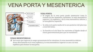 VENA PORTA Y MESENTERICA
VENA PORTA
 El origen de la vena porta puede sintetizarse como la
reunión de dos elementos constantes: la vena mesentérica
superior y la esplénica, y de la vena mesentérica inferior y
la vena gástrica izquierda.
 Se sitúa en la parte media de la cara posterior del páncreas
a nivel del istmo.
 Su función es la de llevar los nutrientes al hígado desde el
tracto gastrointestinal para que los metabolice.
VENAS MESENTERICAS
 Son venas que regresan la sangre proveniente de los intestinos; la vena mesentérica inferior
drena directamente en la vena esplénica y la vena mesentérica superior se une a la vena
esplénica para formar la vena porta.
 