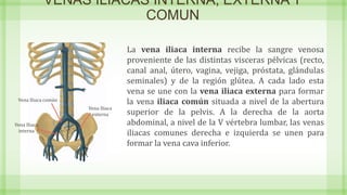 VENAS ILIACAS INTERNA, EXTERNA Y
COMUN
La vena iliaca interna recibe la sangre venosa
proveniente de las distintas visceras pélvicas (recto,
canal anal, útero, vagina, vejiga, próstata, glándulas
seminales) y de la región glútea. A cada lado esta
vena se une con la vena iliaca externa para formar
la vena iliaca común situada a nivel de la abertura
superior de la pelvis. A la derecha de la aorta
abdominal, a nivel de la V vértebra lumbar, las venas
iliacas comunes derecha e izquierda se unen para
formar la vena cava inferior.
Vena Iliaca común
Vena Iliaca
interna
Vena Iliaca
externa
 