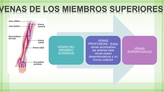 VENAS DEL
MIEMBRO
SUPERIOR
VENAS
PROFUNDAS .-Estas
venas acompañan
las arterias esta
venas posen
desembocadura y un
tronco colector
VENAS
SUPERFICIALES
VENAS DE LOS MIEMBROS SUPERIORES
 