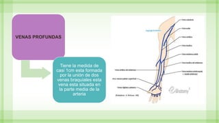 VENAS PROFUNDAS
Tiene la medida de
casi 1cm esta formada
por la unión de dos
venas braquiales esta
vena esta situada en
la parte media de la
arteria
 